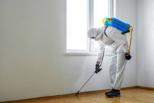 Best Local Pest Control Services  in Rio Rancho, NM