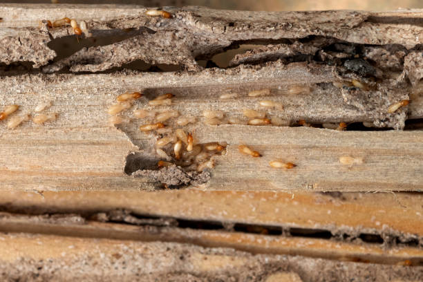 Rio Rancho, NM Pest Control Company